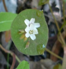 Claytonia parviflora flower